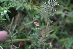 Indigofera colutea